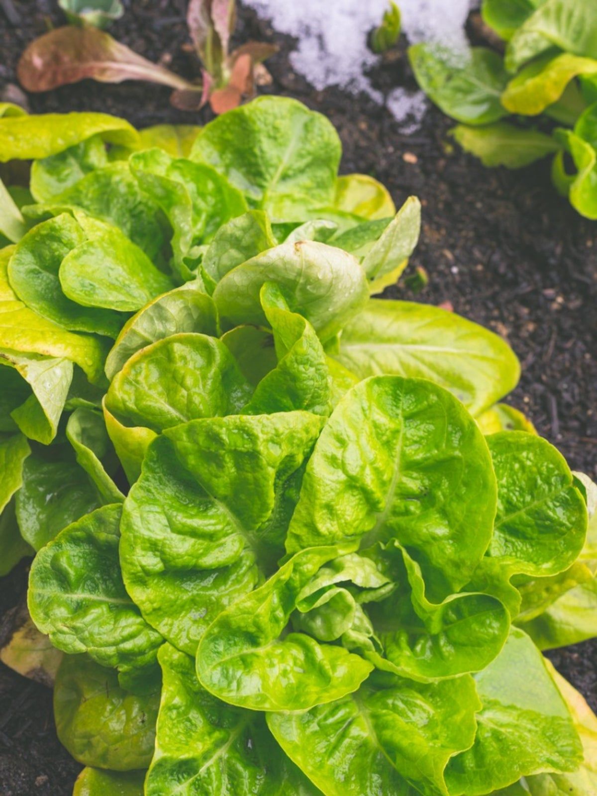 Lettuce In The Garden