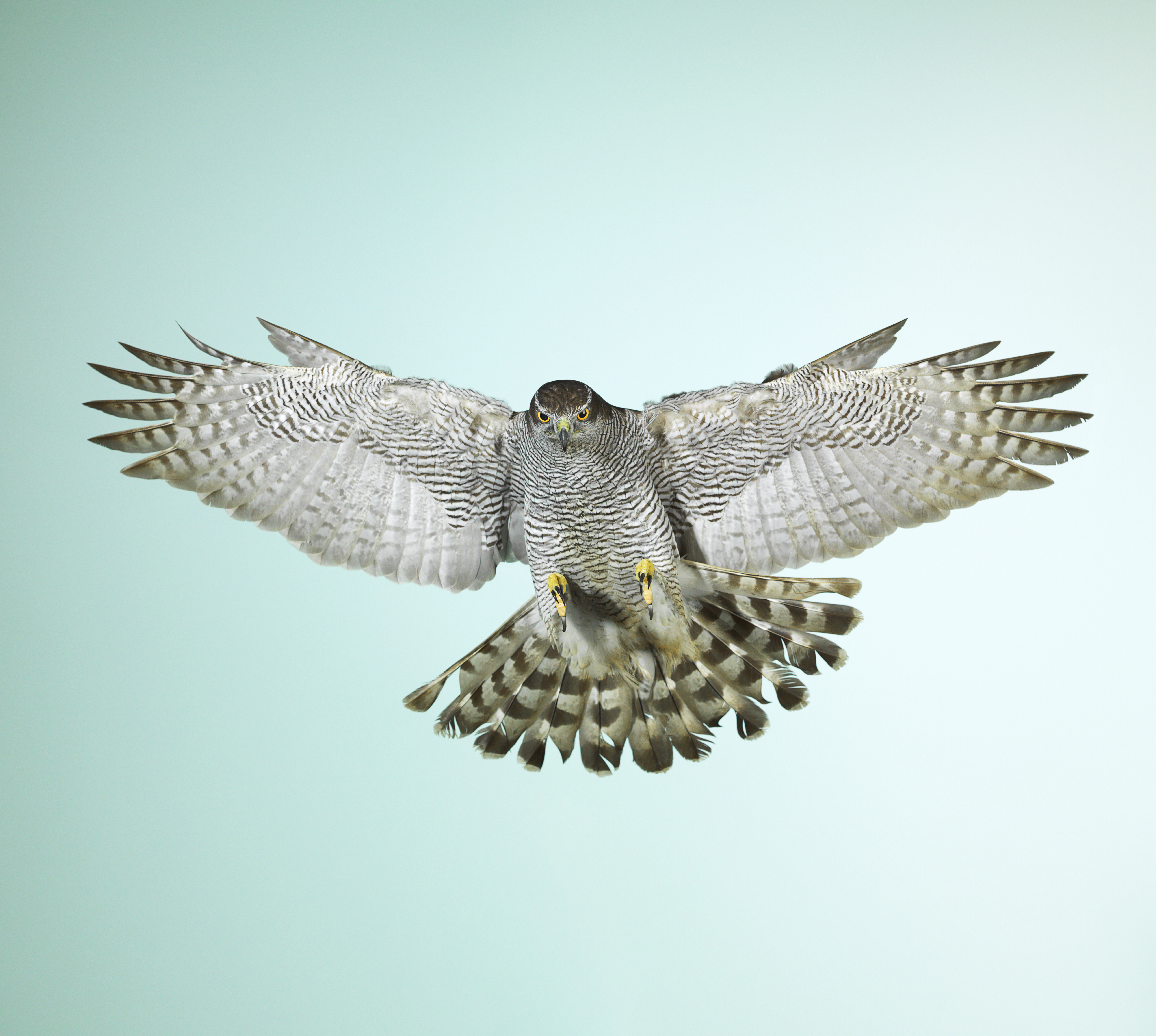 Goshawk.