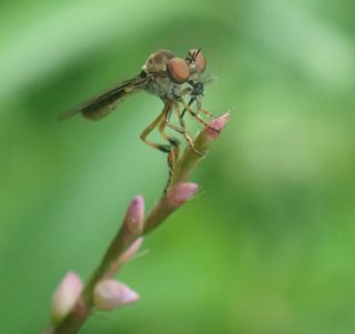 The robber fly, genus <em>Holcocephala</em>, perches on branches and launches itself at prey flying overhead. New research published March 9, 2017, in the journal Current Biology finds that these flies can see prey smaller than 2 millimeters up to 100 of