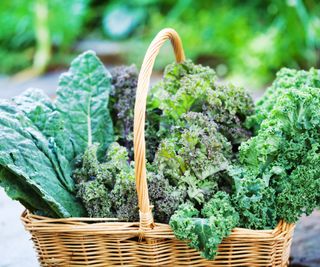 A harvest of kale in a basket