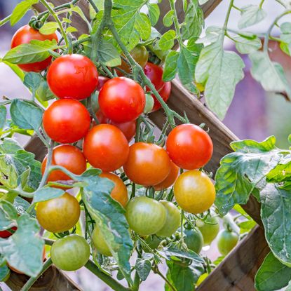 Cherry tomatoes growing against trellis