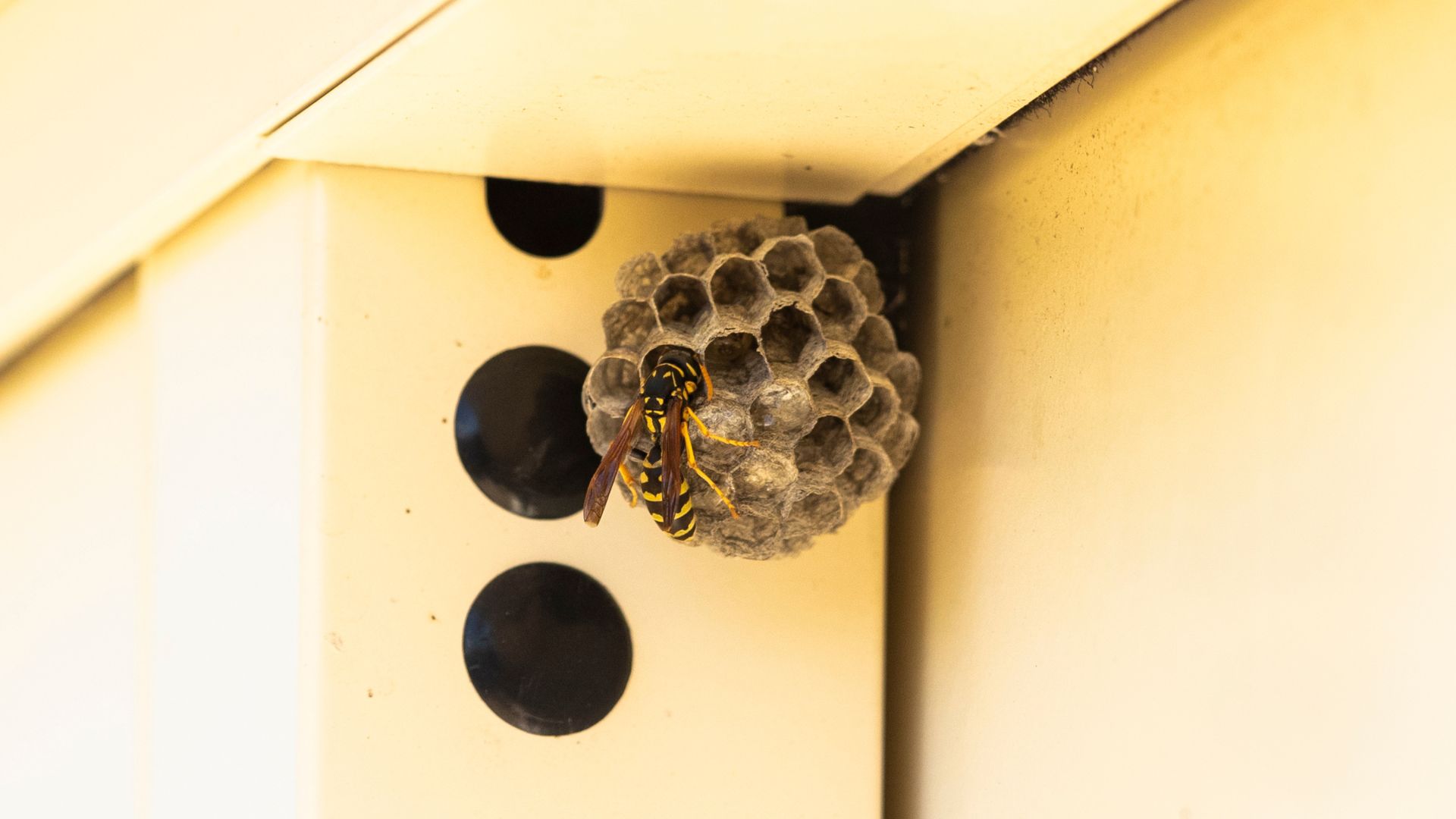picture of wasp in wasp nest