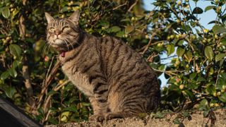 European shorthair cat