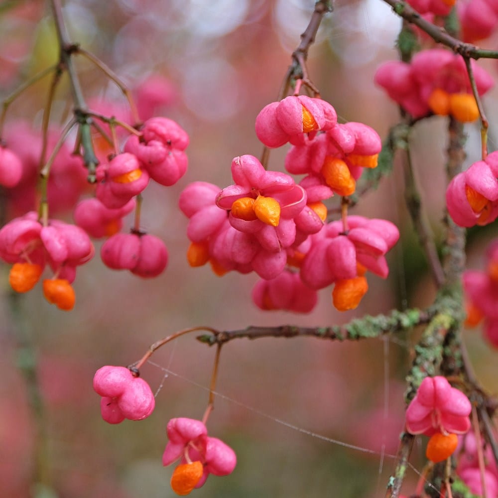 Euonymus Europaeus 'red Cascade'
