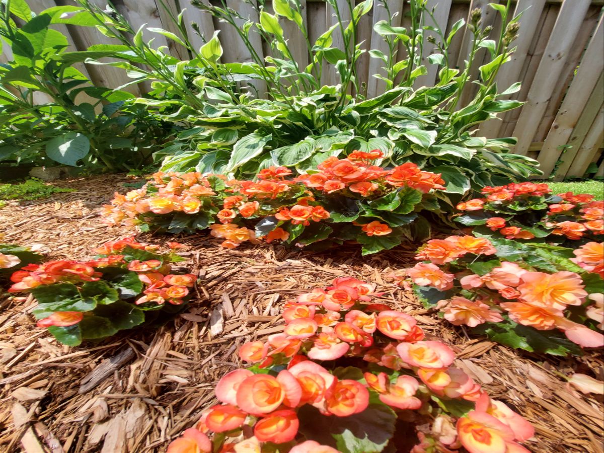 Samsung Galaxy Z Flip 5G camera samples