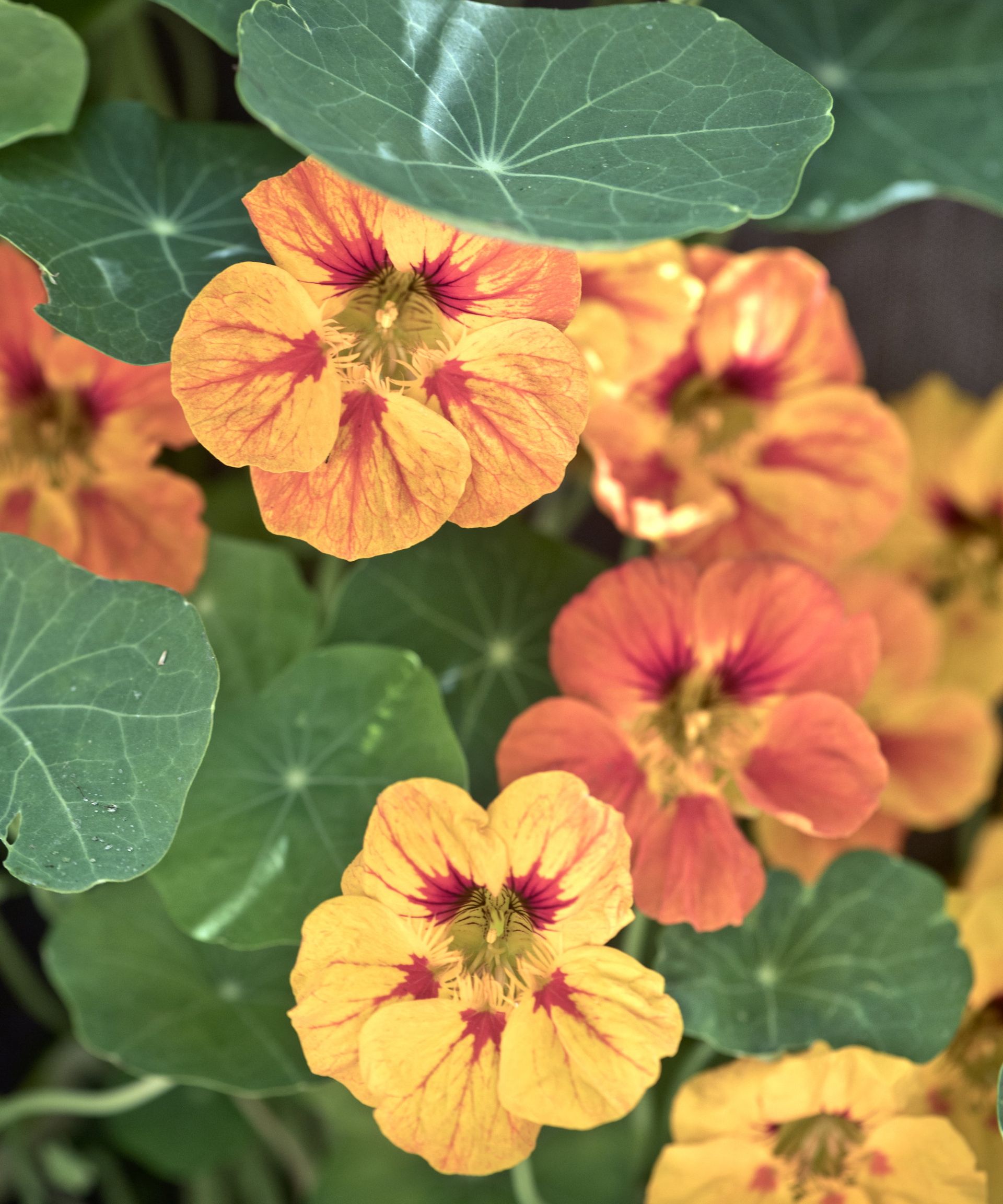 Orange and yellow nasturtium flowers up close