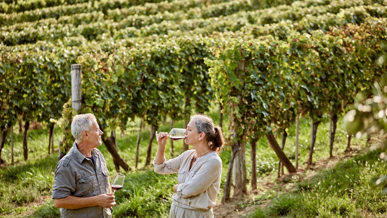 Couple drinking wine in vineyard