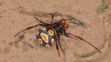 A european black widow spider has a black body with orange blobs with white edges. The legs of the spider are black and brown striped. 
