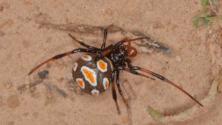 A european black widow spider has a black body with orange blobs with white edges. The legs of the spider are black and brown striped. 