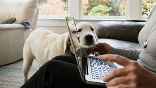 Dog looking at laptop screen while owner is researching