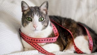 How to measure a cat for a harness