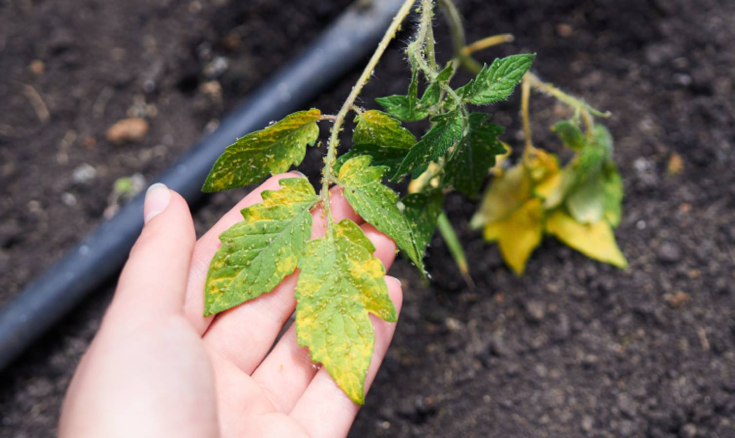 Aphids crawling on tomato plant leaves