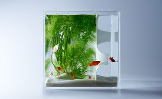 fish tank with fishes and grass