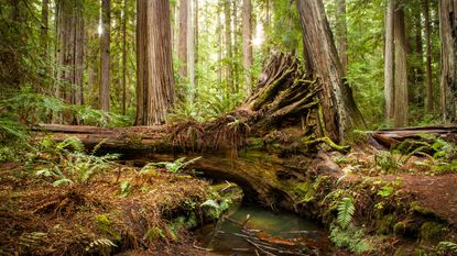 fallen redwood tree in a forest in California