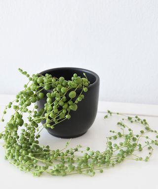 small string of pearls plant in a pot
