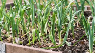 garlic growing in raised bed