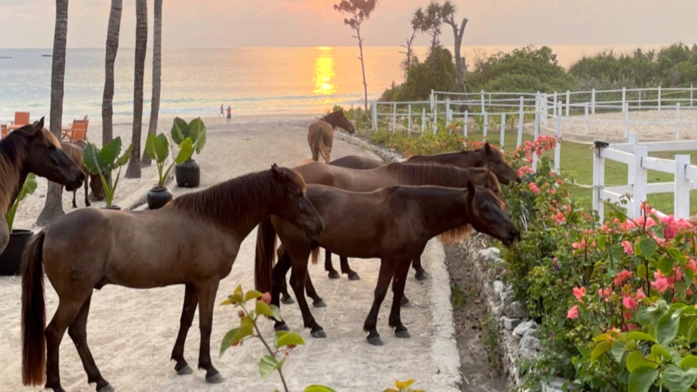 NIHI&amp;rsquo;s ponies at NIHI&amp;rsquo;s Sandalwood Stables