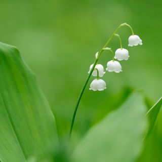 Lily of the valley - Westend61 - GettyImages-681898213