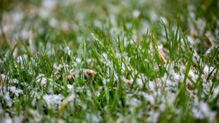 picture of grass with melted snow and frost on it