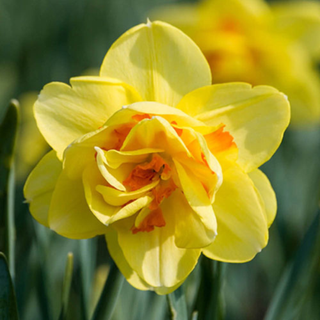 Daffodil 'Tahiti'