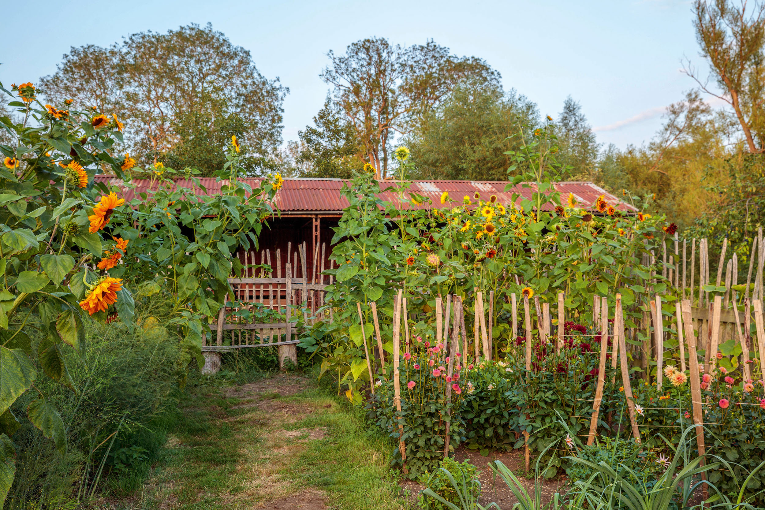 Ham Court's garden