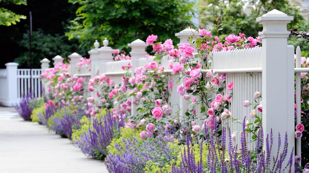 White fence with pink roses, catmint, salvia and lady&#039;s mantle planting