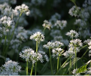 Garlic plant flower