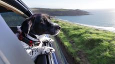 A black and white dog with its head out the window of a car driving along the coastline