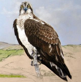 How to draw feathers: osprey picture