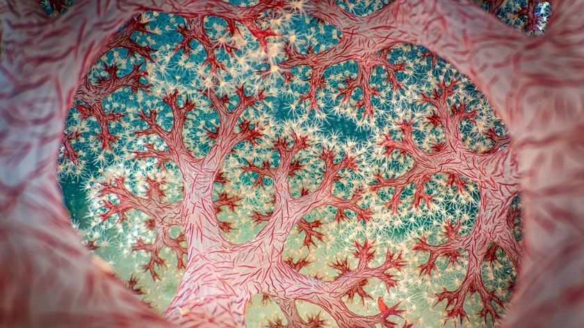 Intricate, colorful pattern resembling abstract tree branches with vibrant blue and red hues, creating a dreamy, organic visual