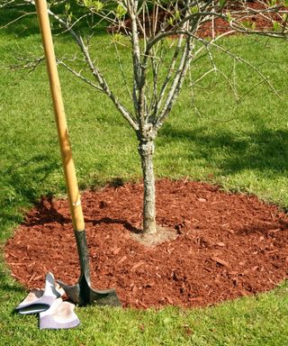 A tree mulched with shredded cedar bark