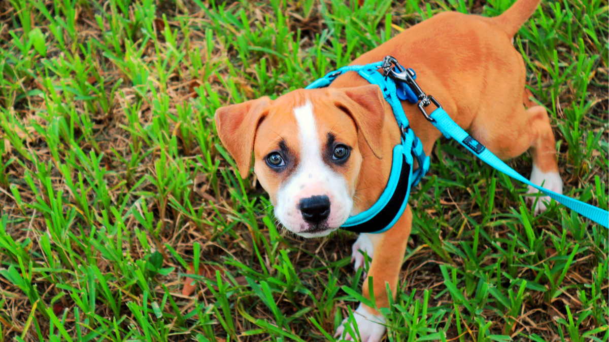 Harness on a puppy standing on grass