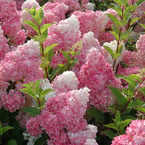 First Editions 3 Gal. Vanilla Strawberry Hydrangea Shrub