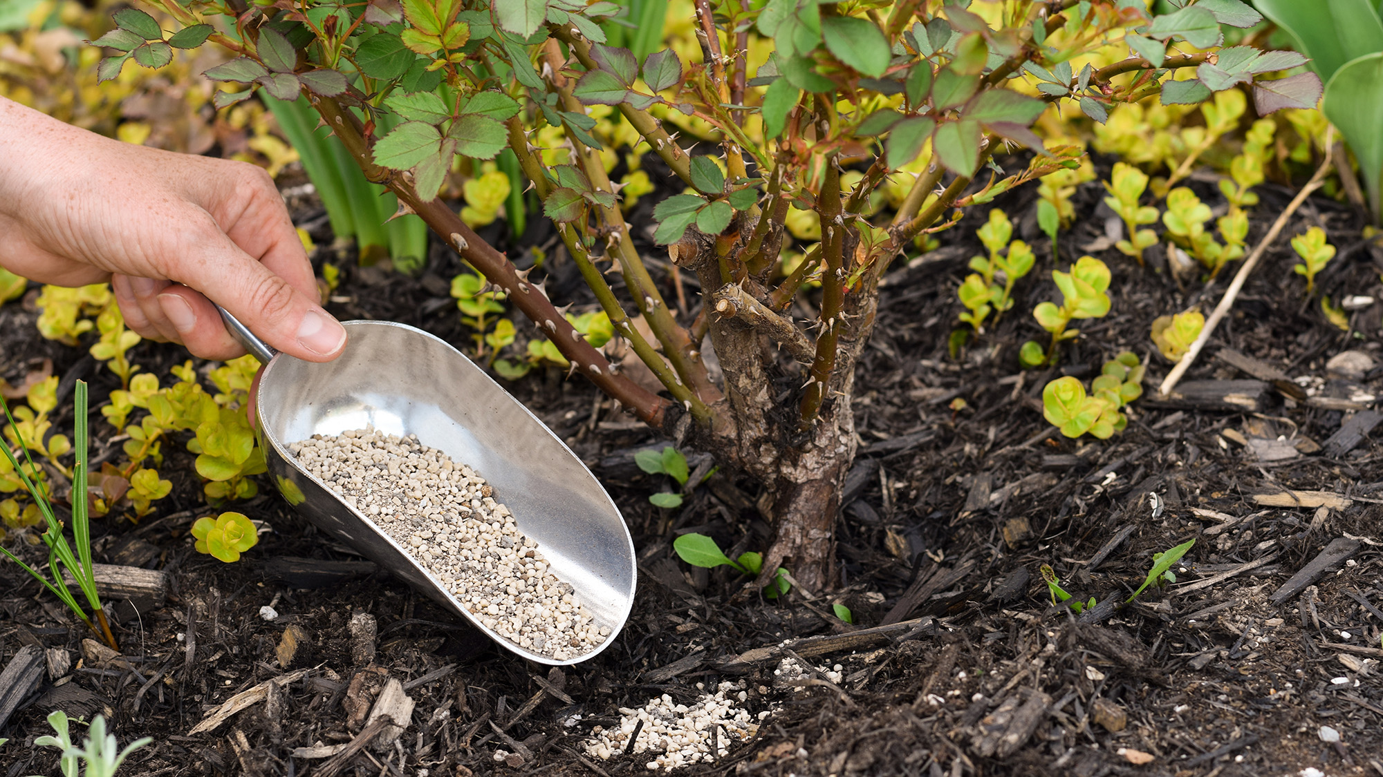 Fertilizing roses