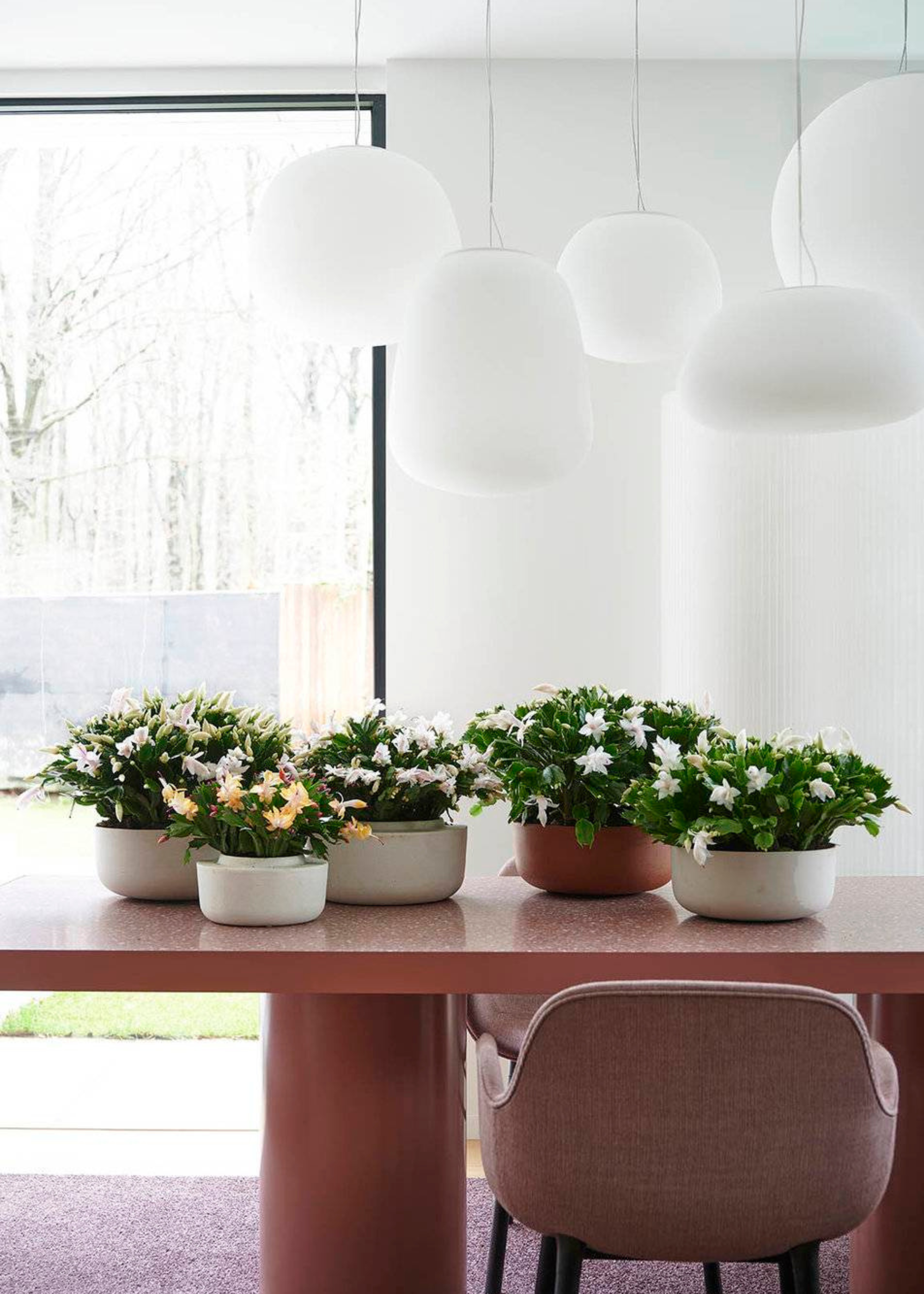 A room with a set of white pendant lights above a stone table with four potted Christmas cactus houseplants in varied bowl planters