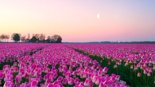 Full Moon April 2023: Sunrise landscapes of a pink tulip field in Keukenhof, Lisse at sunrise in Netherlands - stock photo