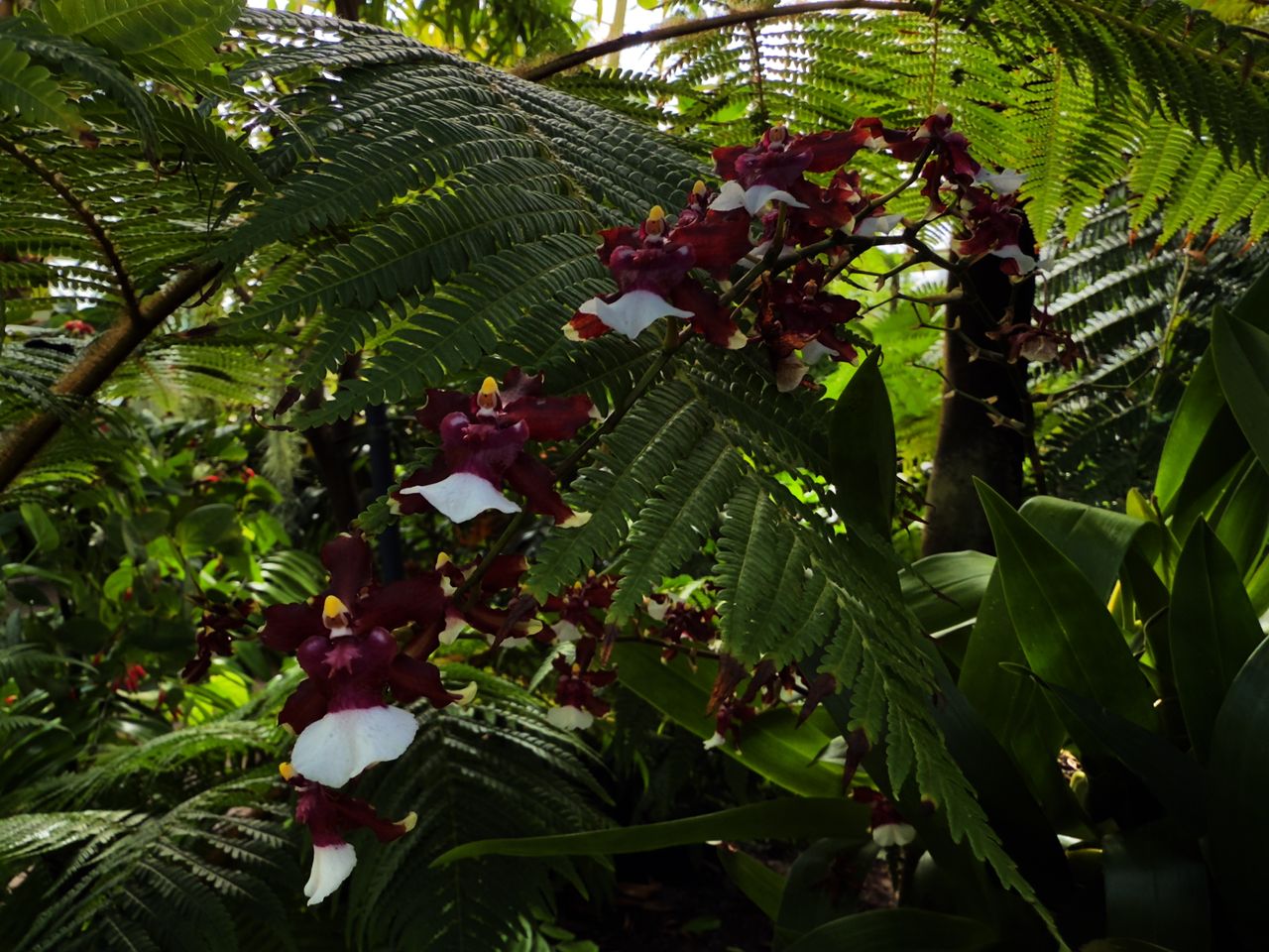Orchids at the New York Botanical Garden with a fern plant behind