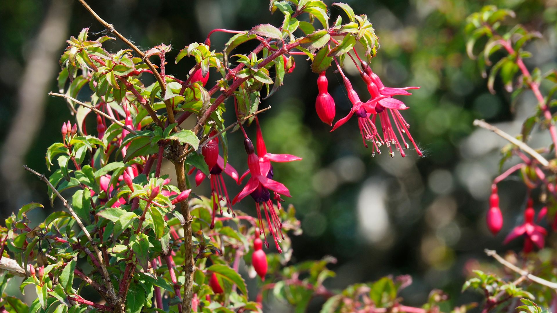 picture of fuchsias in a garden