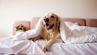 Dog laying under the bed covers at a pet friendly hotel