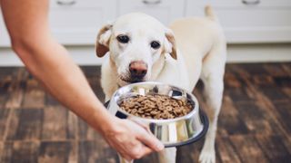 Purina vs. Royal Canin dog food: Labrador being given a bowl of kibble