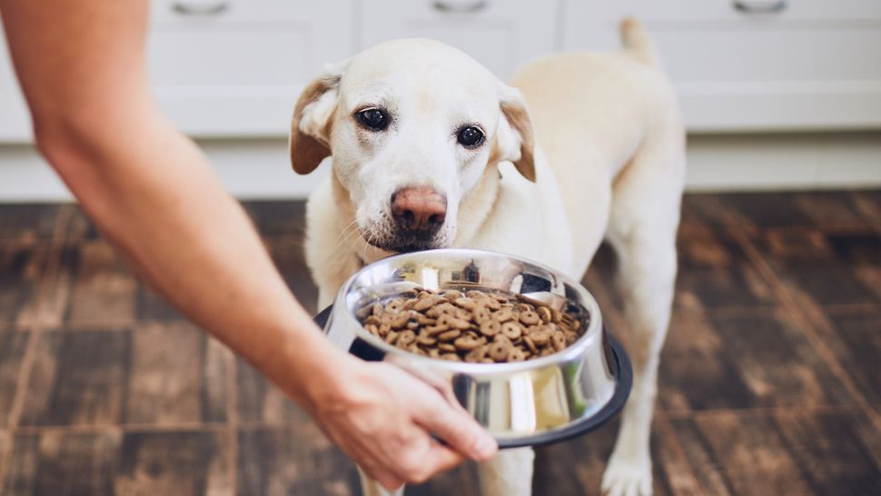 Purina vs. Royal Canin dog food PetsRadar