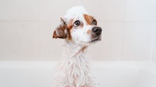 Small dog wet in bathtub