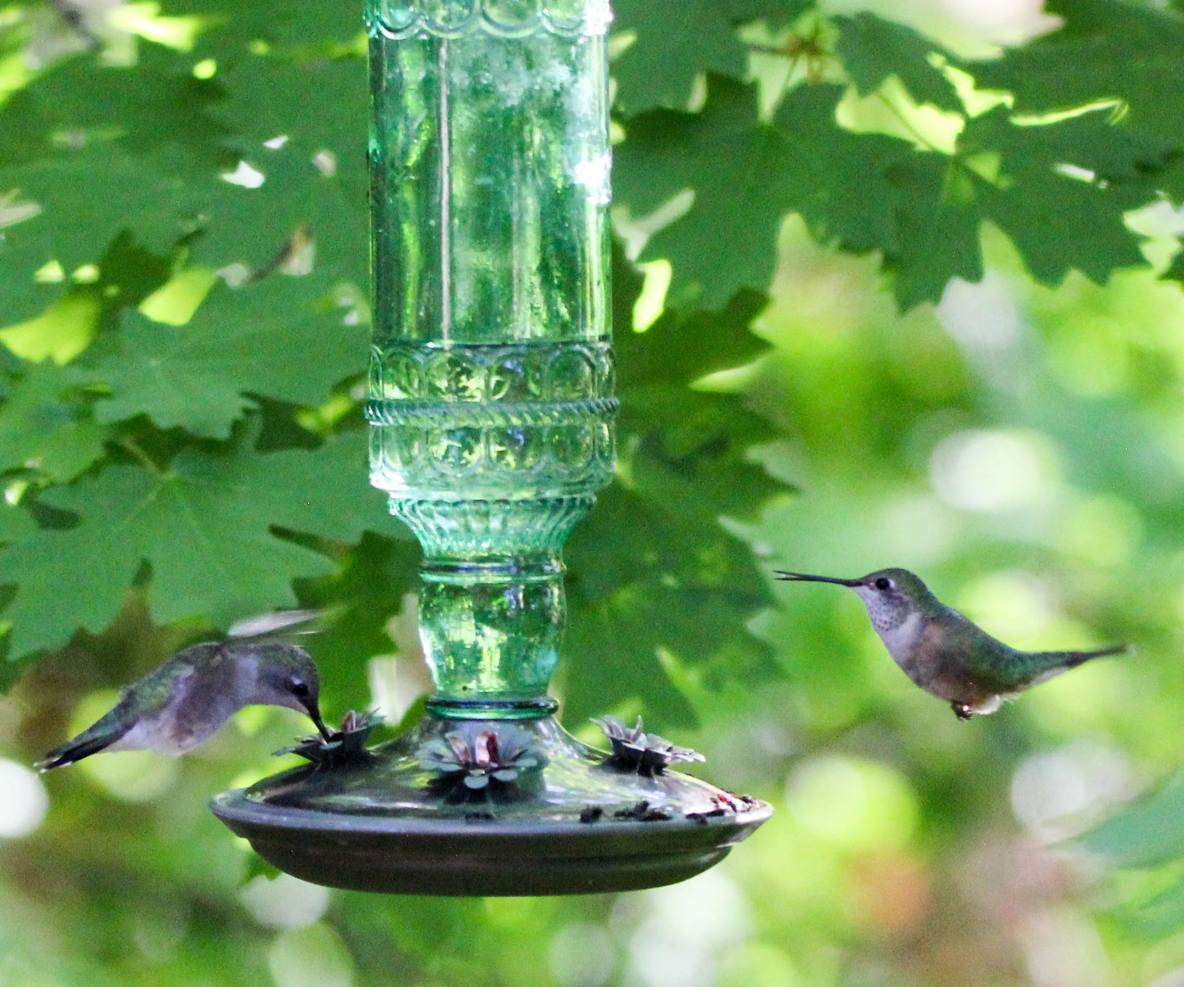 two hummingbirds feeding from green glass mason jar feeder with tree canopy