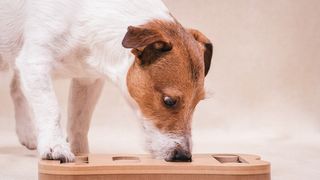 Dog feeding puzzle
