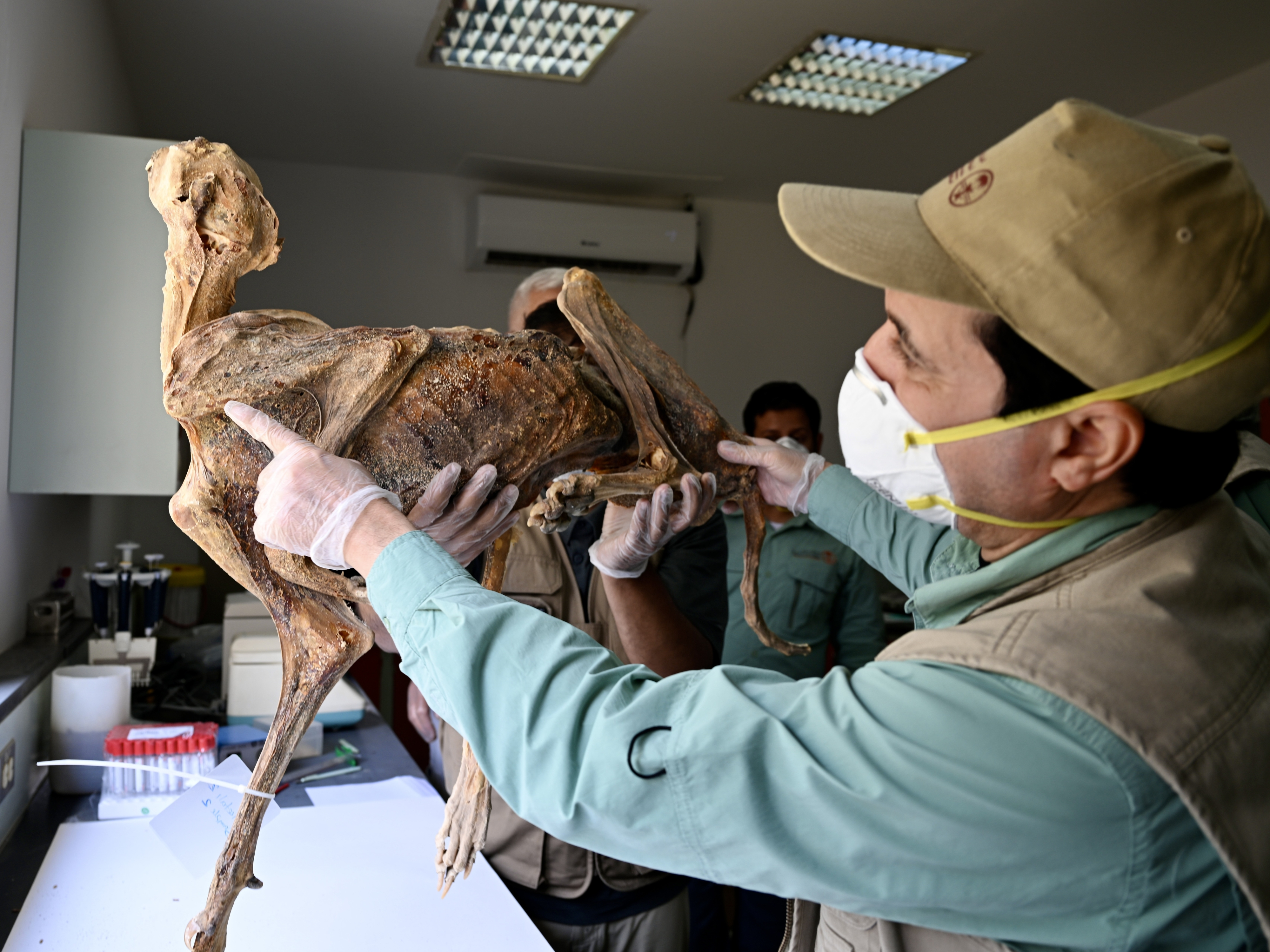 Researchers holding one of the mummified cheetahs in a laboratory.