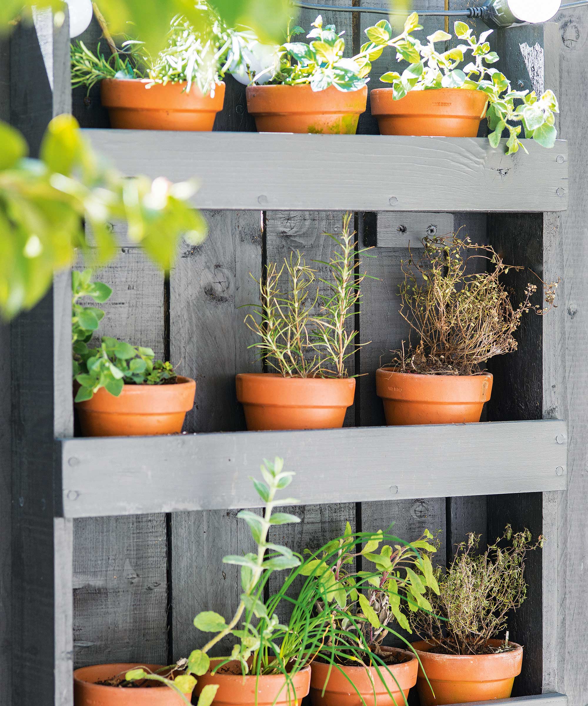 terracotta pots filled with herbs