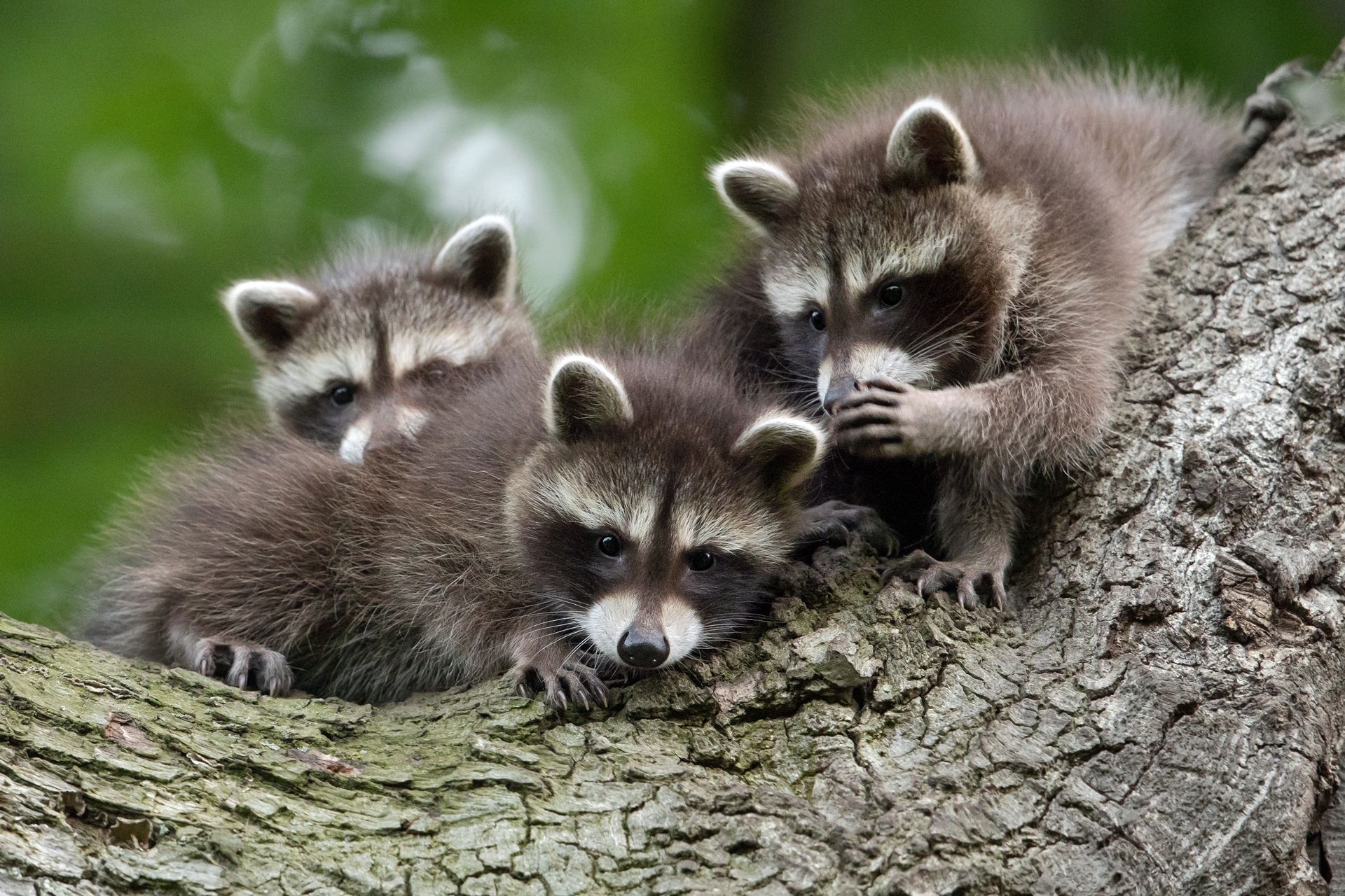comedy wildlife photography