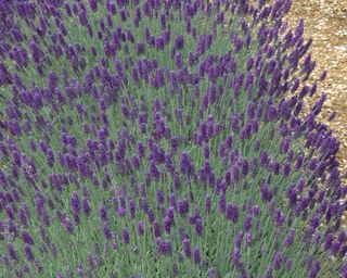 Lavender Richard Gray in bloom in dry garden
