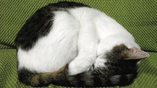 A black and white cat, curled up an sleeping