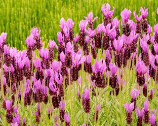 Lavender Papillon flowering in summer display